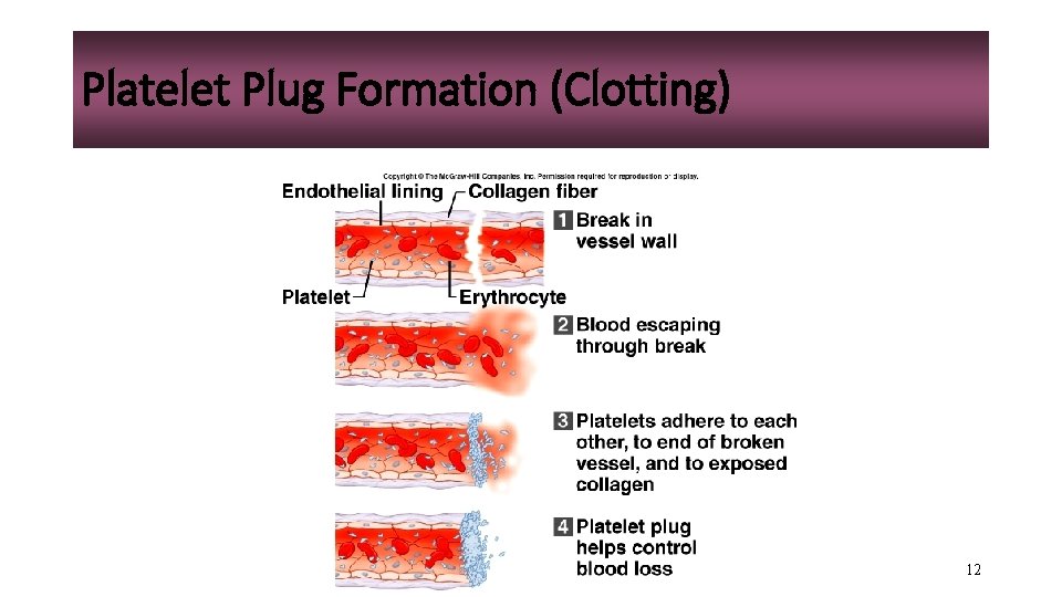 Platelet Plug Formation (Clotting) 12 