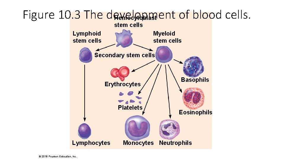 Figure 10. 3 The development of blood cells. Hemocytoblast stem cells Lymphoid stem cells