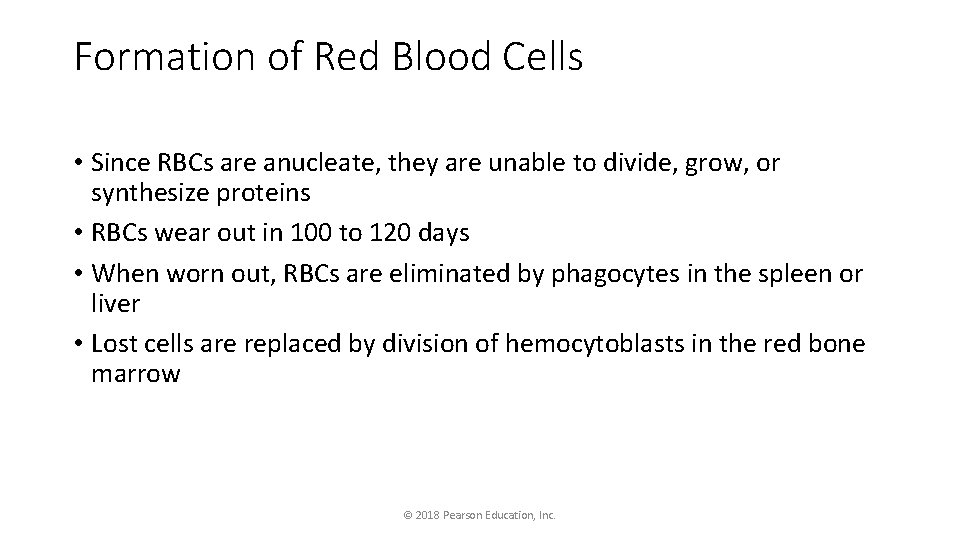 Formation of Red Blood Cells • Since RBCs are anucleate, they are unable to