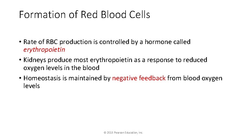Formation of Red Blood Cells • Rate of RBC production is controlled by a