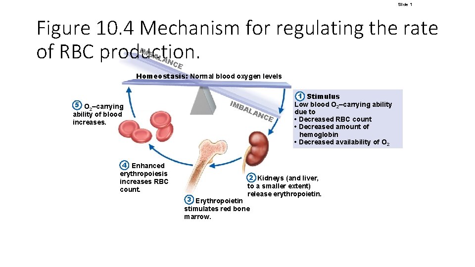 Slide 1 Figure 10. 4 Mechanism for regulating the rate of RBC production. IMB