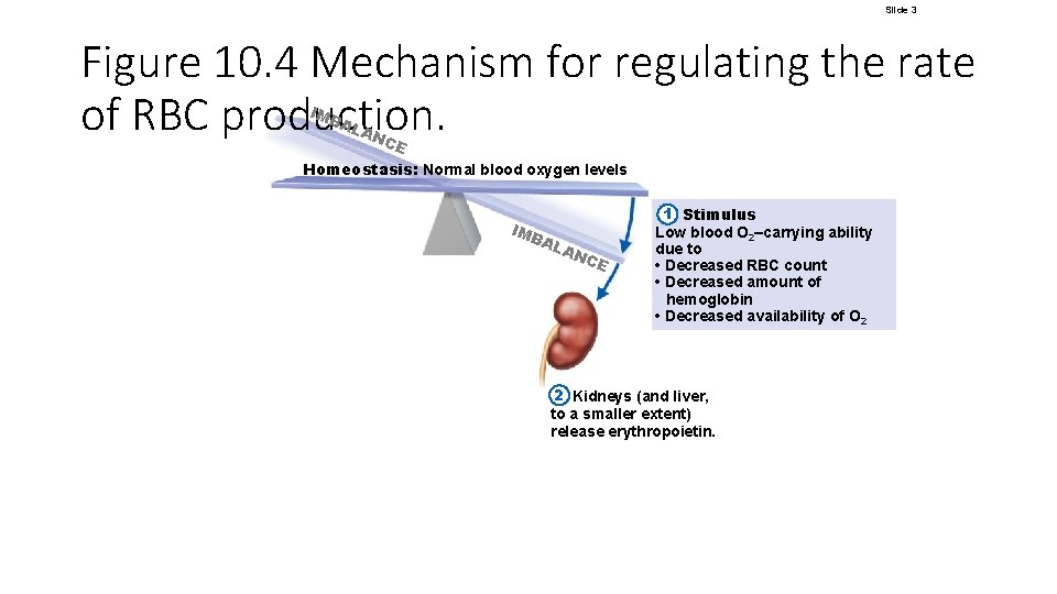 Slide 3 Figure 10. 4 Mechanism for regulating the rate of RBC production. IMB