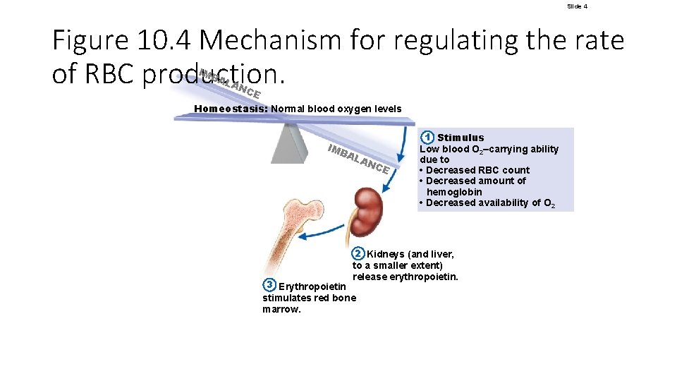 Slide 4 Figure 10. 4 Mechanism for regulating the rate of RBC production. IMB