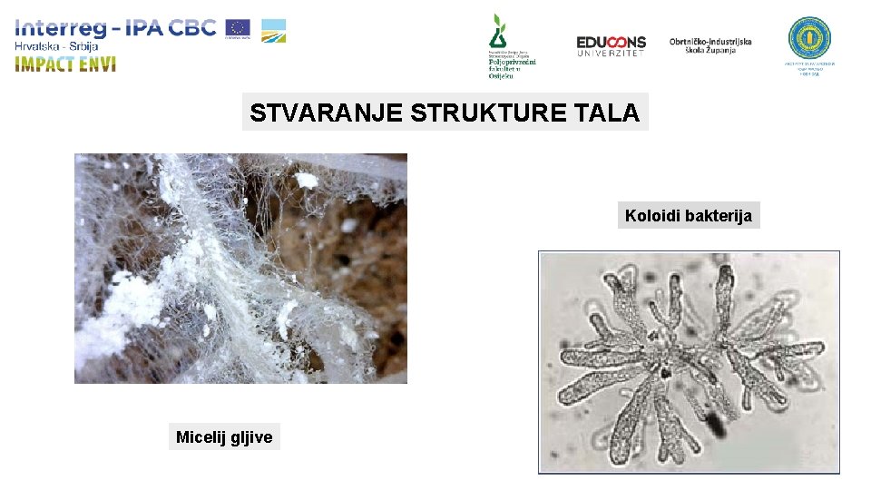 STVARANJE STRUKTURE TALA Koloidi bakterija Micelij gljive 