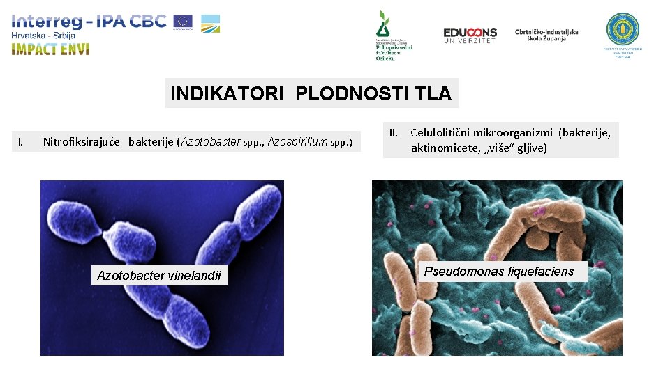 INDIKATORI PLODNOSTI TLA I. Nitrofiksirajuće bakterije (Azotobacter spp. , Azospirillum spp. ) Azotobacter vinelandii