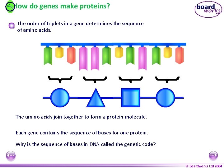 How do genes make proteins? The order of triplets in a gene determines the