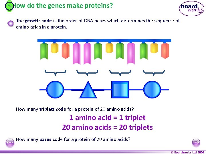 How do the genes make proteins? The genetic code is the order of DNA