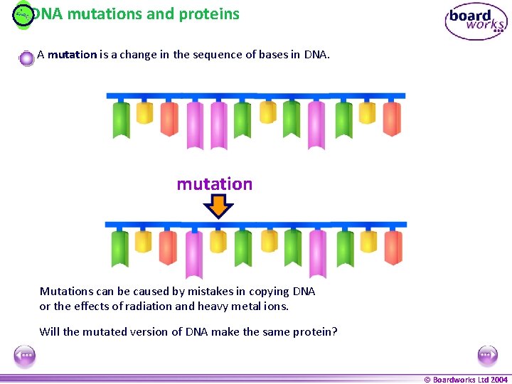 DNA mutations and proteins A mutation is a change in the sequence of bases