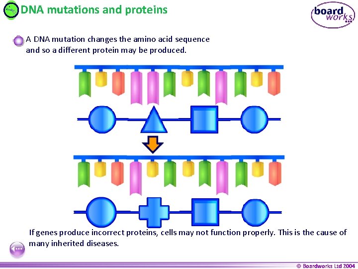 DNA mutations and proteins A DNA mutation changes the amino acid sequence and so