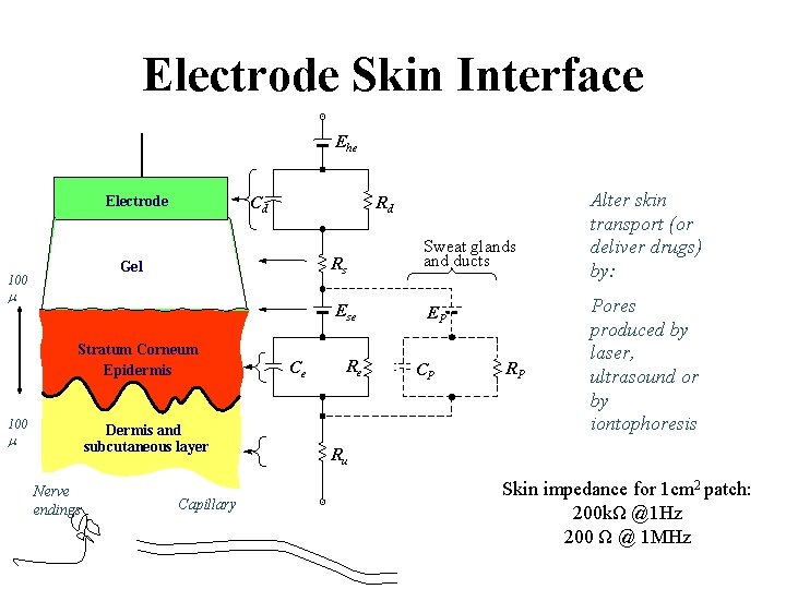 Electrode Skin Interface Ehe Electrode Cd Rd Gel 100 m Stratum Corneum Epidermis 100