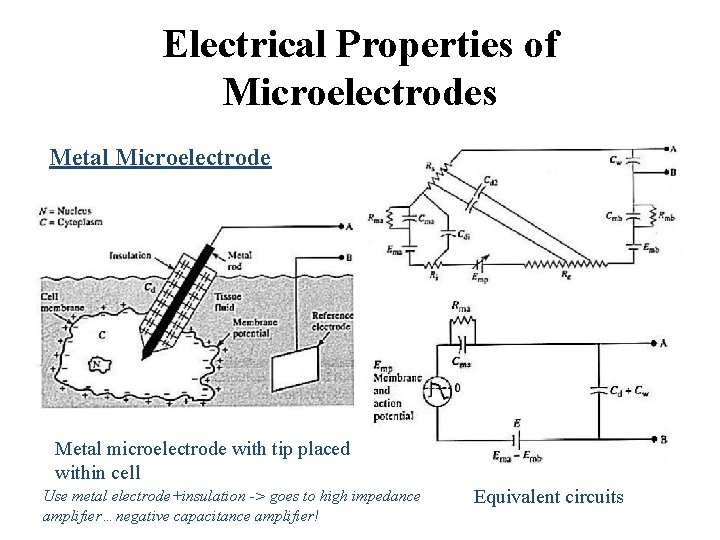 Electrical Properties of Microelectrodes Metal Microelectrode Metal microelectrode with tip placed within cell Use