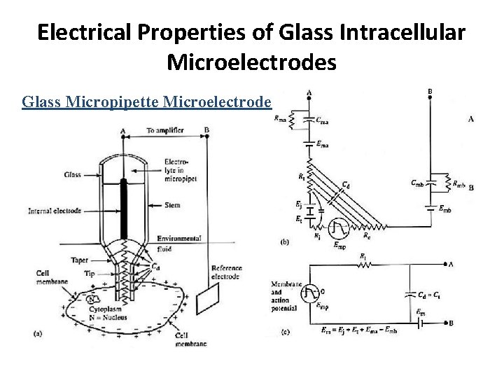 Electrical Properties of Glass Intracellular Microelectrodes Glass Micropipette Microelectrode 