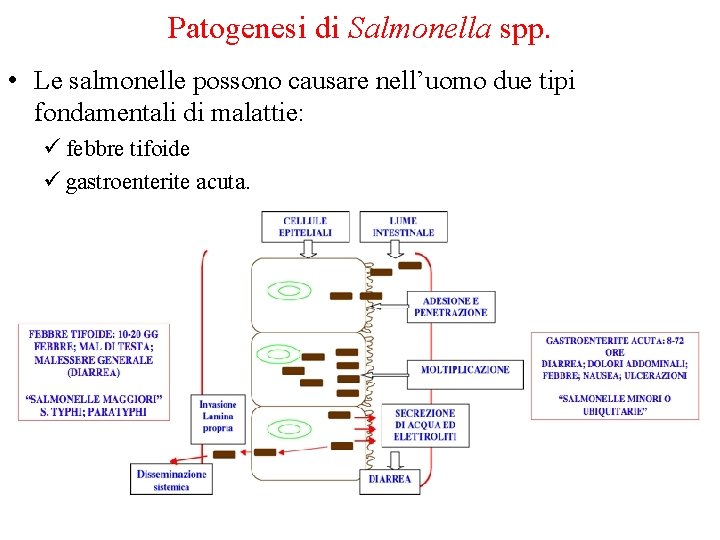 Patogenesi di Salmonella spp. • Le salmonelle possono causare nell’uomo due tipi fondamentali di