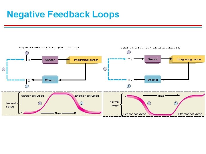 Negative Feedback Loops Copyright © The Mc. Graw-Hill Companies, Inc. Permission required for reproduction