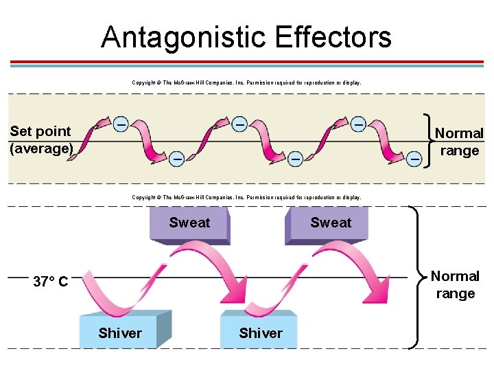 Antagonistic Effectors Copyright © The Mc. Graw-Hill Companies, Inc. Permission required for reproduction or