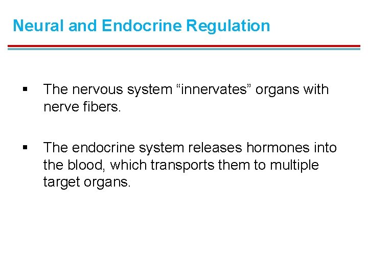 Neural and Endocrine Regulation § The nervous system “innervates” organs with nerve fibers. §