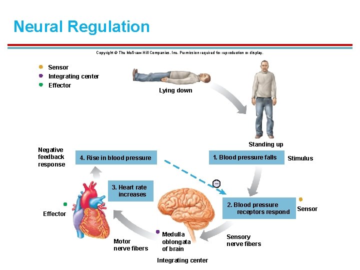 Neural Regulation Copyright © The Mc. Graw-Hill Companies, Inc. Permission required for reproduction or