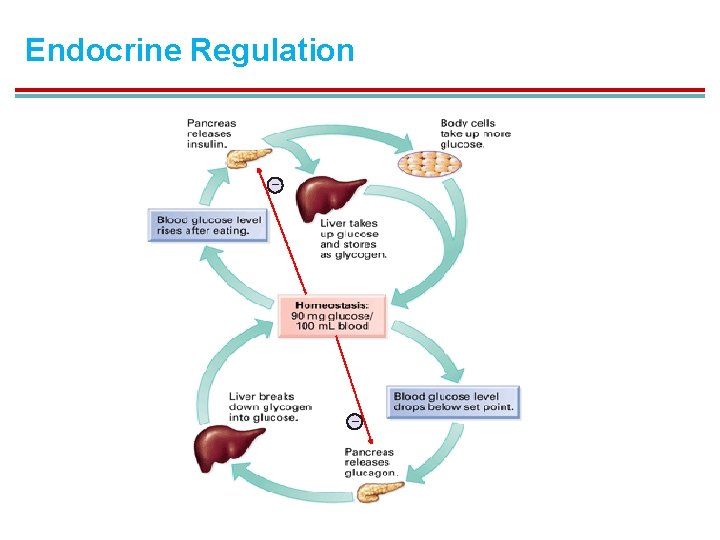 Endocrine Regulation – – 