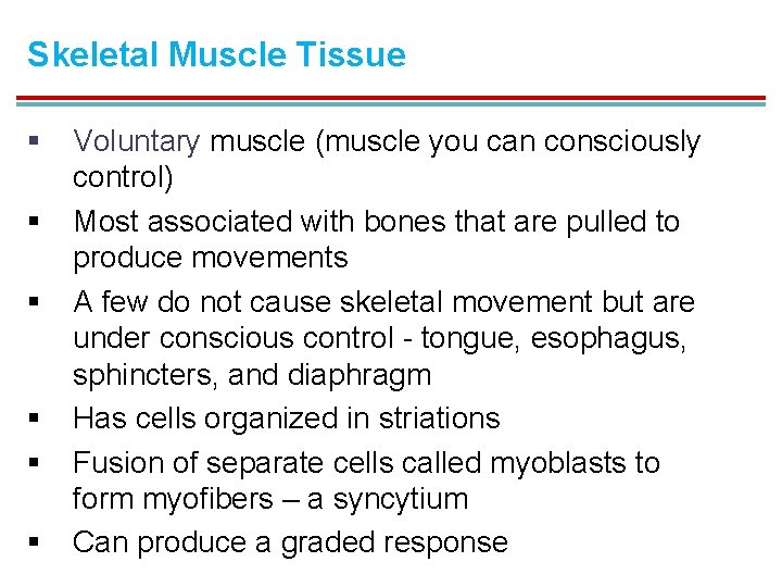 Skeletal Muscle Tissue § § § Voluntary muscle (muscle you can consciously control) Most
