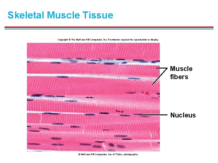 Skeletal Muscle Tissue Copyright © The Mc. Graw-Hill Companies, Inc. Permission required for reproduction