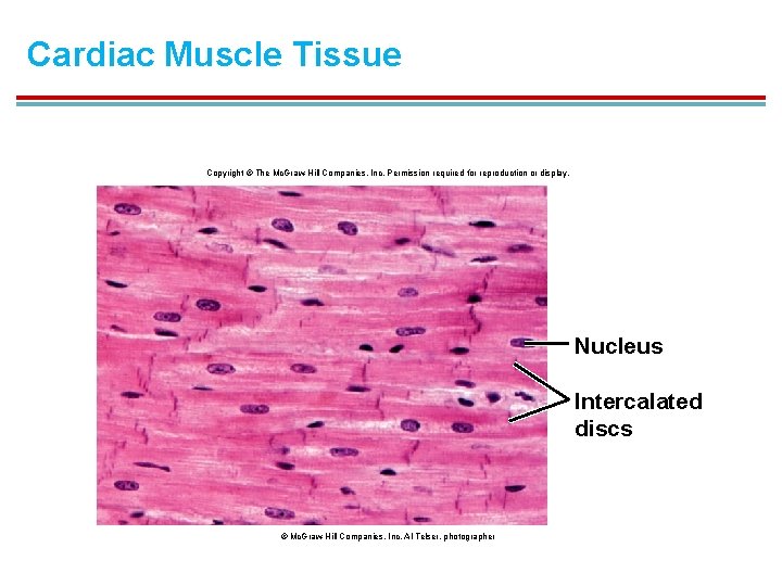 Cardiac Muscle Tissue Copyright © The Mc. Graw-Hill Companies, Inc. Permission required for reproduction