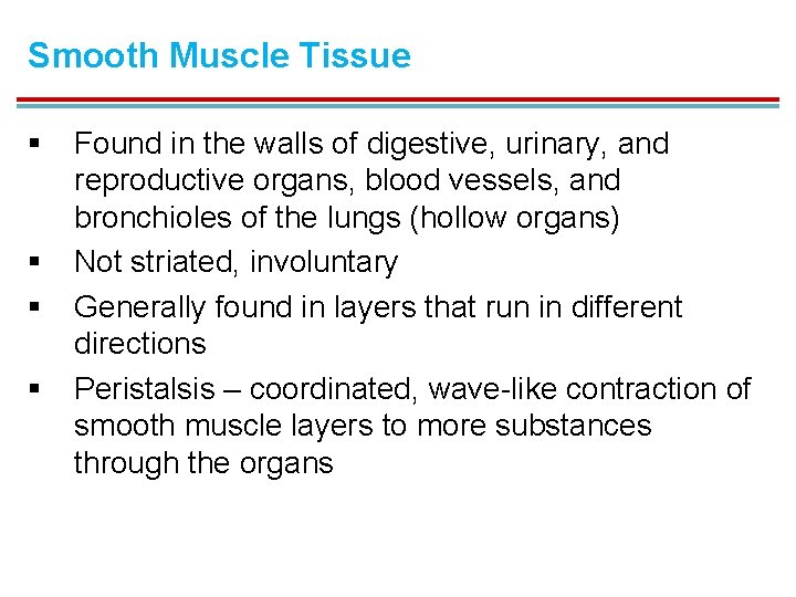 Smooth Muscle Tissue § § Found in the walls of digestive, urinary, and reproductive