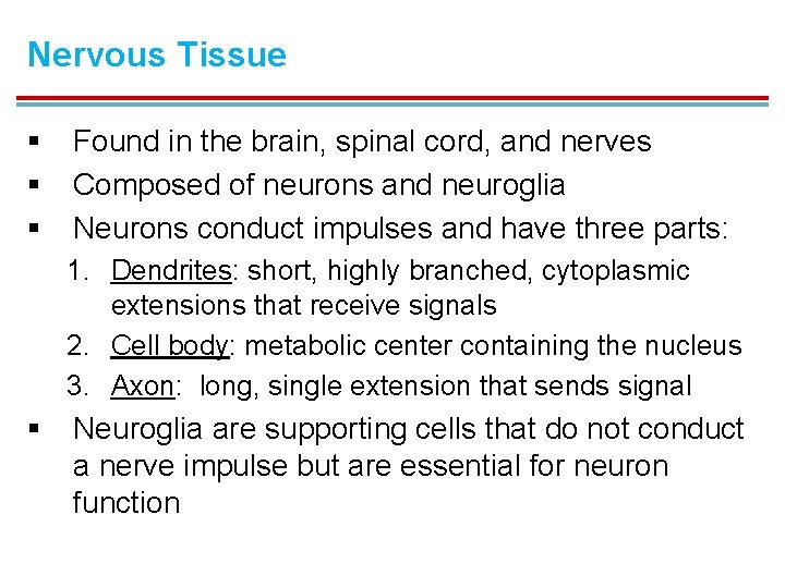 Nervous Tissue § § § Found in the brain, spinal cord, and nerves Composed