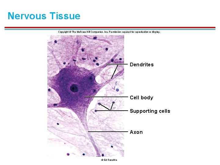 Nervous Tissue Copyright © The Mc. Graw-Hill Companies, Inc. Permission required for reproduction or