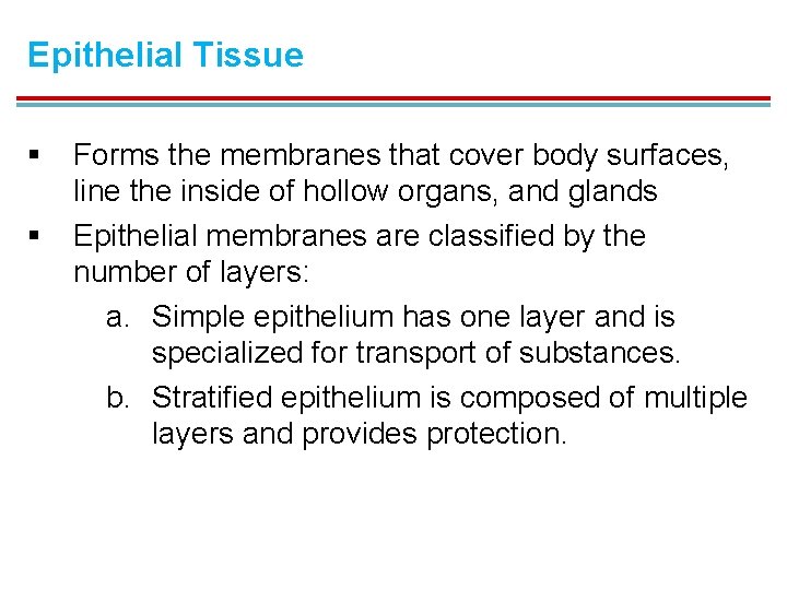 Epithelial Tissue § § Forms the membranes that cover body surfaces, line the inside