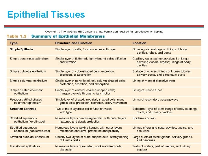 Epithelial Tissues 