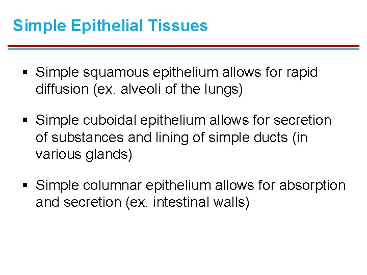 Simple Epithelial Tissues § Simple squamous epithelium allows for rapid diffusion (ex. alveoli of