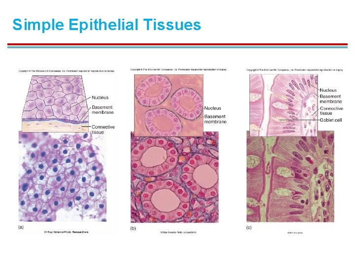 Simple Epithelial Tissues 