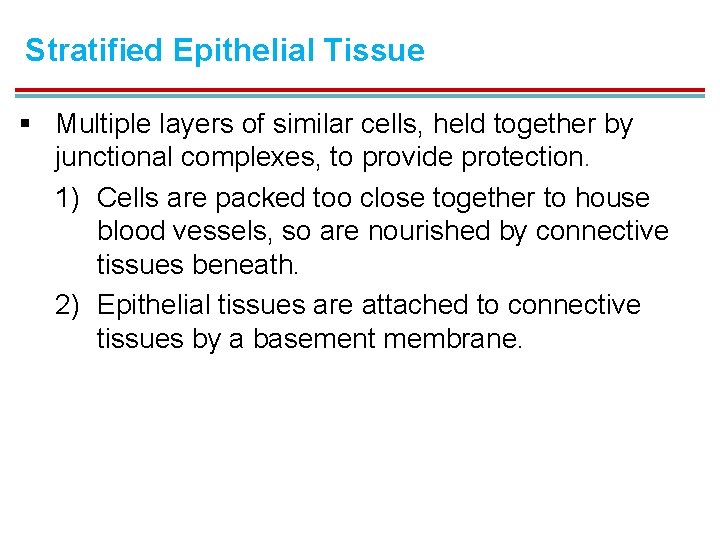 Stratified Epithelial Tissue § Multiple layers of similar cells, held together by junctional complexes,