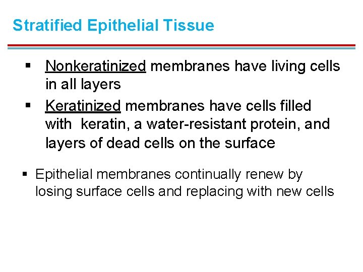 Stratified Epithelial Tissue § Nonkeratinized membranes have living cells in all layers § Keratinized
