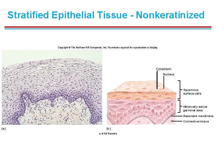 Stratified Epithelial Tissue - Nonkeratinized Copyright © The Mc. Graw-Hill Companies, Inc. Permission required