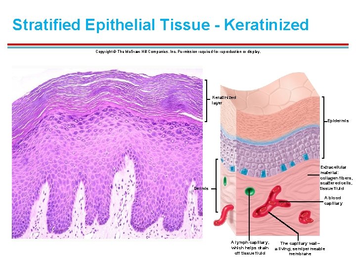 Stratified Epithelial Tissue - Keratinized Copyright © The Mc. Graw-Hill Companies, Inc. Permission required