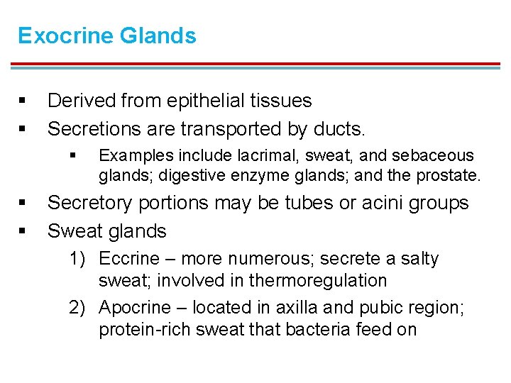 Exocrine Glands § § Derived from epithelial tissues Secretions are transported by ducts. §