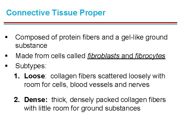 Connective Tissue Proper § Composed of protein fibers and a gel-like ground substance §