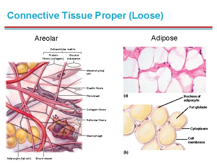 Connective Tissue Proper (Loose) Adipose Areolar Extracellular matrix Protein fibers (collagen) Ground substance Mesenchymal