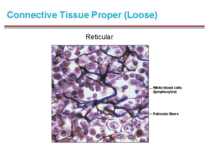 Connective Tissue Proper (Loose) Reticular White blood cells (lymphocytes) Reticular fibers 