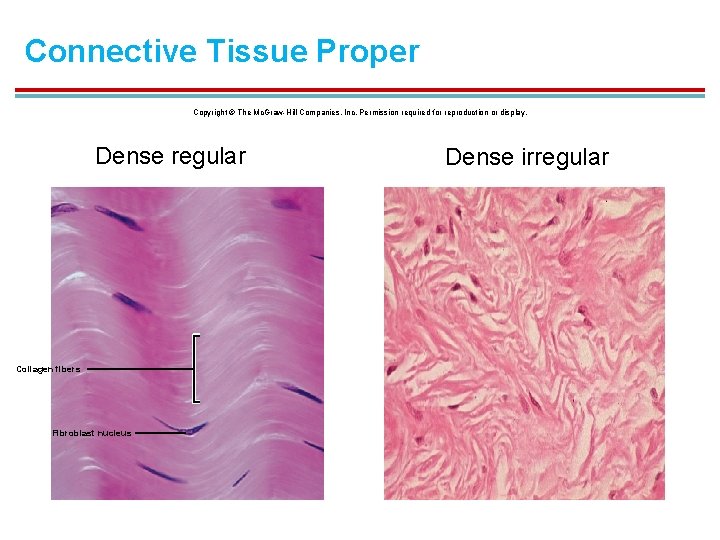 Connective Tissue Proper Copyright © The Mc. Graw-Hill Companies, Inc. Permission required for reproduction