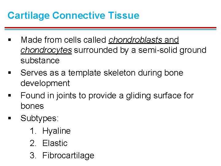 Cartilage Connective Tissue § § Made from cells called chondroblasts and chondrocytes surrounded by