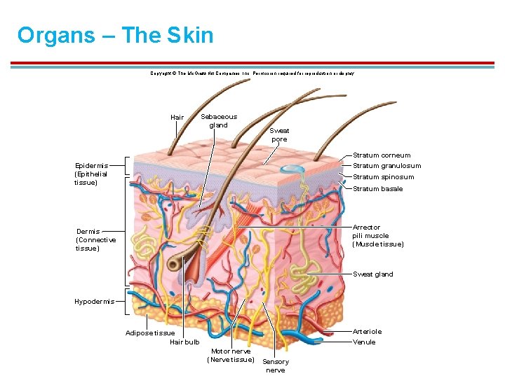 Organs – The Skin Copyright © The Mc. Graw-Hill Companies, Inc. Permission required for