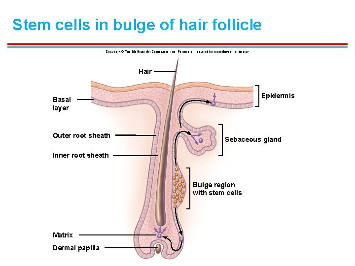 Stem cells in bulge of hair follicle Copyright © The Mc. Graw-Hill Companies, Inc.