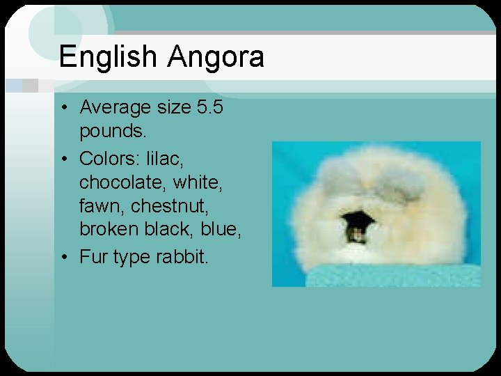 English Angora • Average size 5. 5 pounds. • Colors: lilac, chocolate, white, fawn,