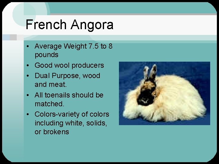 French Angora • Average Weight 7. 5 to 8 pounds • Good wool producers