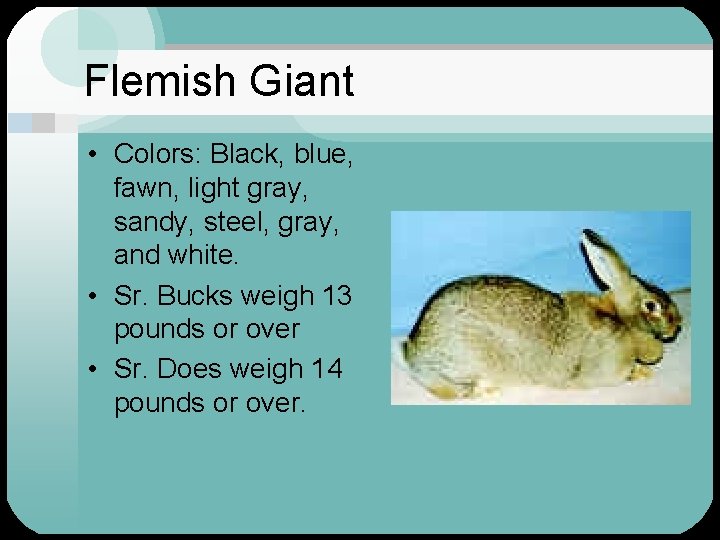 Flemish Giant • Colors: Black, blue, fawn, light gray, sandy, steel, gray, and white.