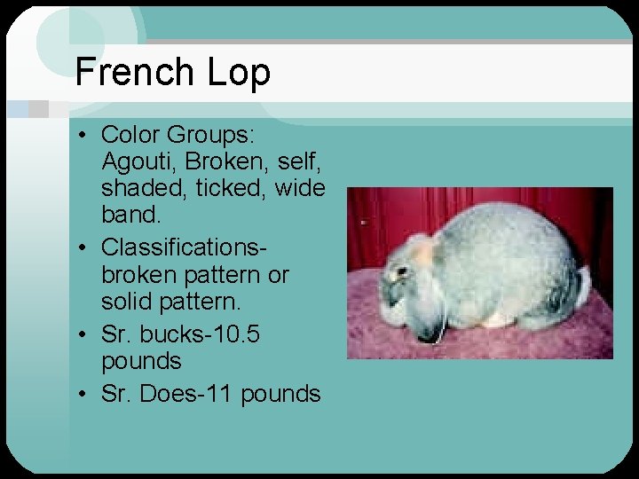 French Lop • Color Groups: Agouti, Broken, self, shaded, ticked, wide band. • Classificationsbroken