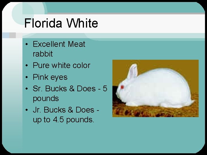 Florida White • Excellent Meat rabbit • Pure white color • Pink eyes •