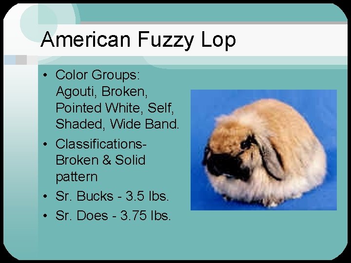 American Fuzzy Lop • Color Groups: Agouti, Broken, Pointed White, Self, Shaded, Wide Band.